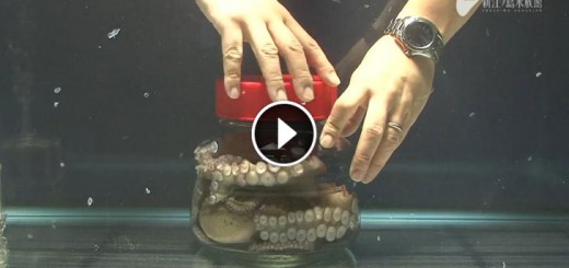 octopus escapes from jar