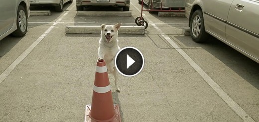 thai dog commercial